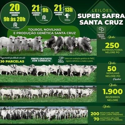 LEILÕES SUPER SAFRA SANTA CRUZ - TOUROS PO