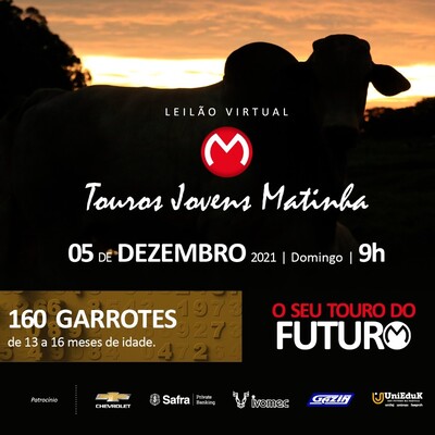 LEILÃO VIRTUAL TOUROS JOVENS MATINHA