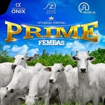 Banner - 15° LEILÃO VIRTUAL PRIME - FÊMEAS