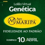 Banner - LEILÃO VIRTUAL MANGALARGA MARCHADOR AGRO MARIPÁ