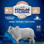 Banner - LEILÃO PÉROLAS COLONIAL