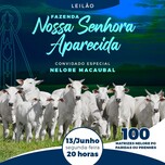 Banner - LEILÃO FAZENDA NOSSA SENHORA APARECIDA 