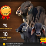 Banner - LEILÃO VIRTUAL GUZERÁ V-A-R