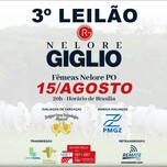 Banner - 3° LEILÃO NELORE GIGLIO - FÊMEAS NELORE PO 