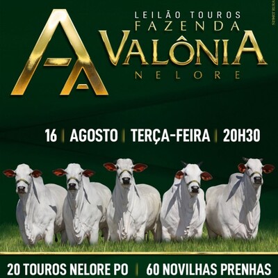 LEILÃO TOUROS NELORE FAZENDA VALÔNIA