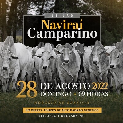 LEILÃO NAVIRAÍ & CAMPARINO
