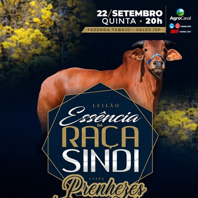 Leilão Essência da Raça Sindi - Prenhezes