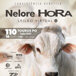 Banner - LEILÃO VIRTUAL NELORE HORA