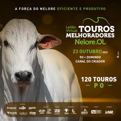 LEILÃO VIRTUAL TOUROS MELHORADORES NELORE OL