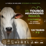 Banner - LEILÃO VIRTUAL TOUROS MELHORADORES NELORE OL