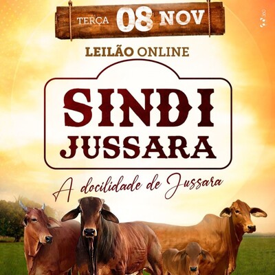 Leilão Online Sindi Jussara