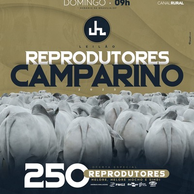 LEILÃO REPRODUTORES CAMPARINO 2023