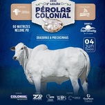 Banner - 2° LEILÃO PÉROLAS COLONIAL - 04/06/2023