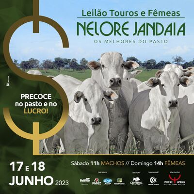 LEILÃO TOUROS NELORE JANDAIA - 17/06/2023