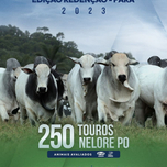 Banner - 13º LEILÃO MAFRA TOUROS - EDIÇÃO REDENÇÃO 05/08/2023