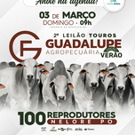 Banner - 2° LEILÃO TOUROS GUADALUPE AGROPECUÁRIA - EDIÇÃO VERÃO 03/03/2024