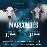 Banner - LEILÃO VIRTUAL GENÉTICA MARCONDES - TOUROS - 14/03/2024