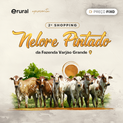 2º SHOPPING NELORE PINTADO DA FAZENDA VARJÃO GRANDE