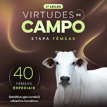 Banner - 3º LEILÃO VIRTUDES DO CAMPO - ETAPA FÊMEAS