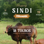 Banner - SHOPPING SINDI PORANGABA
