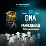 Banner - LEILÃO DNA NELORE MARCONDES - BEZERRAS PREMIUM