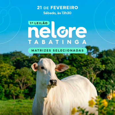 1º LEILÃO NELORE TABATINGA