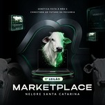 Banner - 1º LEILÃO MARKETPLACE NELORE SANTA CATARINA  - ETAPA TOUROS