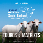 Banner - 2º LEILÃO NELORE SANTA BÁRBARA