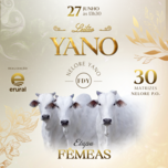 Banner - LEILÃO YANO FDY - ETAPA FÊMEAS