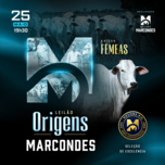 Banner - LEILÃO ORIGENS MARCONDES - FÊMEAS