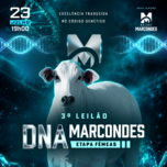 Banner - 3º LEILÃO DNA MARCONDES - ETAPA FÊMEAS