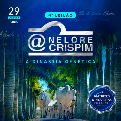 4º DINASTIA GENÉTICA - NELORE CRISPIM