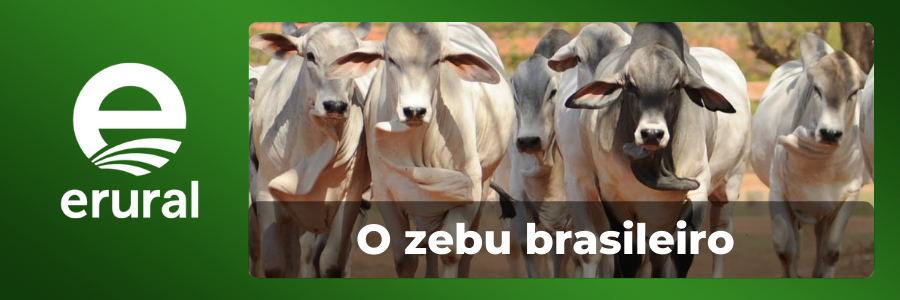 Capa - Oportunidade de bezerro Tabapuã