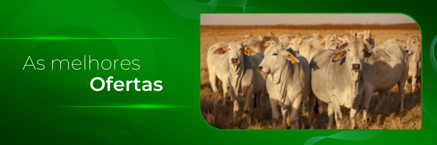 Capa - Brahman barato na região centro-oeste do país