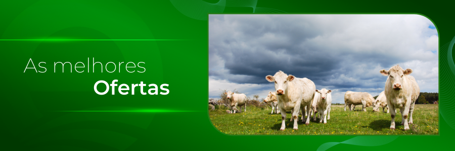 Capa - Adquira Charolês na região nordeste do país