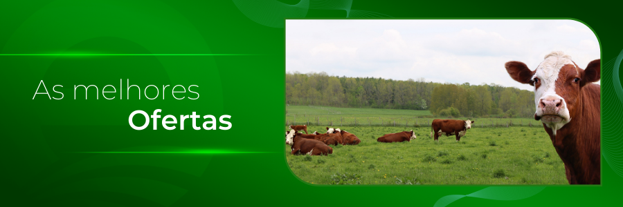 Capa - Venda de Hereford na região nordeste do país