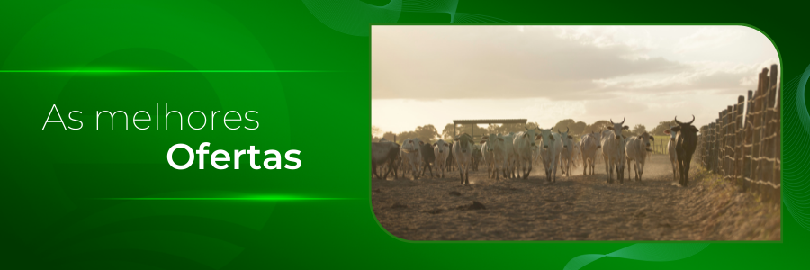 Capa - Adquira Anelorado na região nordeste do país