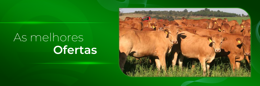 Capa - Venda de Caracu na região norte do país