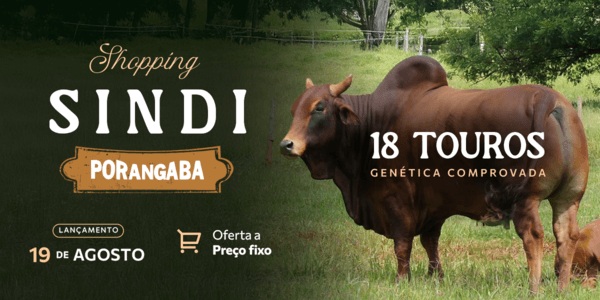 Seleção especial de Sindi, com genética Porangaba. 